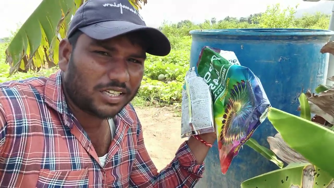 #దోసలో నేను కొట్టిన మందులు#కటిక,#పురుగు,#సైజు, పింద్య#రాలకుండా ఉండడానికి#farming 