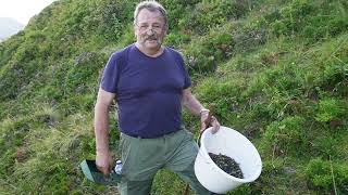 Cantal : un cueilleur de myrtille livre ses secrets