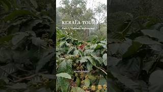 #thekkady #sightseeing #coffee #garden #elephant #ride #minivlog #travel #kerala #nature #aditi