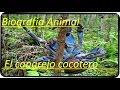 El cangrejo cocotero - Biografía Animal