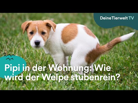 Video: Wie Man Einen Welpen Entwöhnt, Um In Einer Wohnung Zu Scheißen