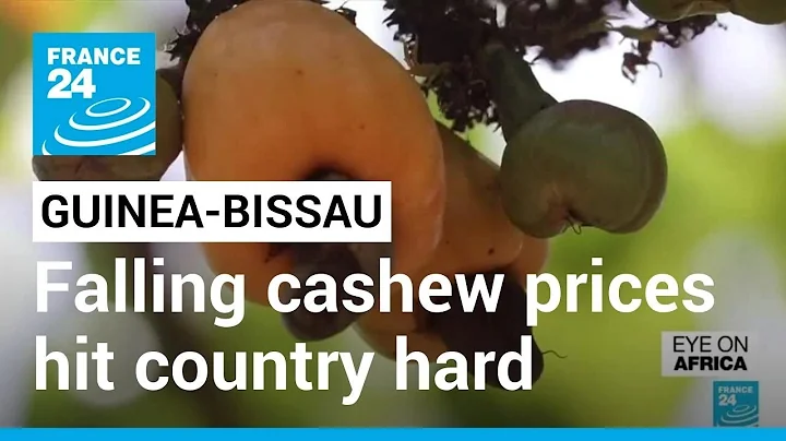 Guinea-Bissau: Falling cashew prices hit country hard • FRANCE 24 English - DayDayNews