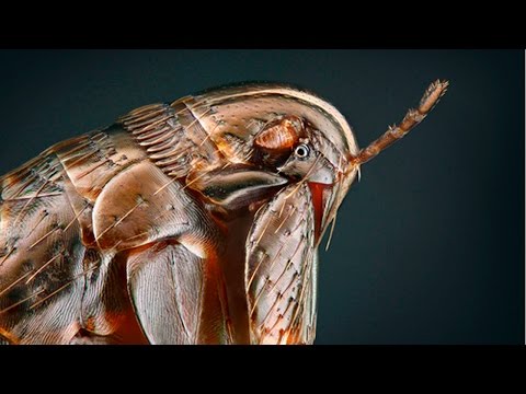 ЧТО БУДЕТ ЕСЛИ УКУСИТ БЛОХА