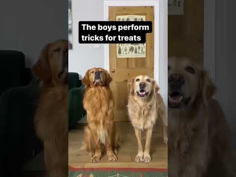 Video: Kan hundar äta björnbär?