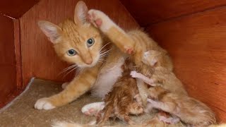 The pregnant cat gave birth two days after she was rescued from the street.