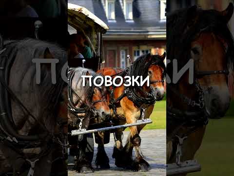Самые Тупые Законы в Мире - ЧАСТЬ 31