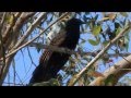 Annoying Call of the Coucal Pheasant