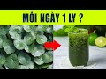 Uống nước rau má có tác dụng gì? Uống rau má mỗi ngày có tốt không?