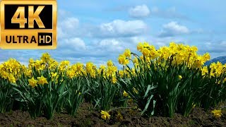 Spring at Skagit Valley 20170409 4K UHD