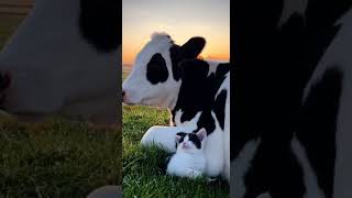 سبحان الله القطة بتفكر البقرة أمها علشان شكلها