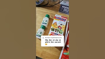 thuốc trị rầy rệp sáp đen cả cây cà phê