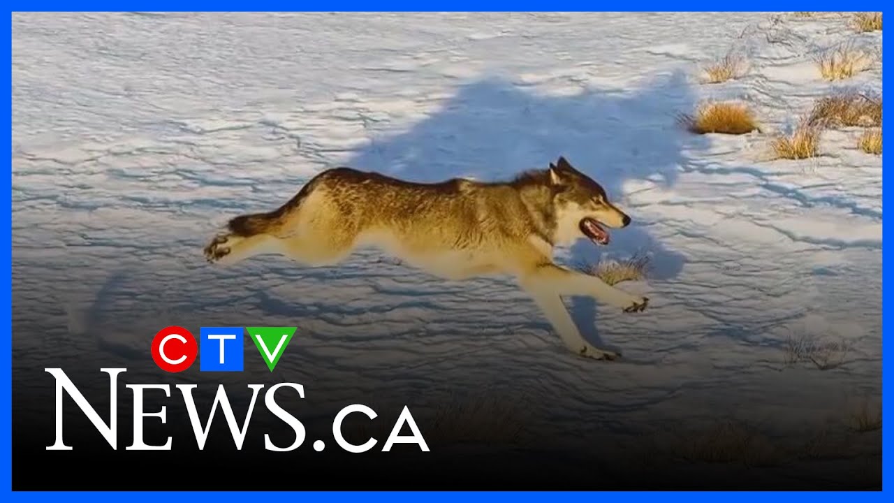 B.C. wolf transfer sees wildlife staff threatened - YouTube