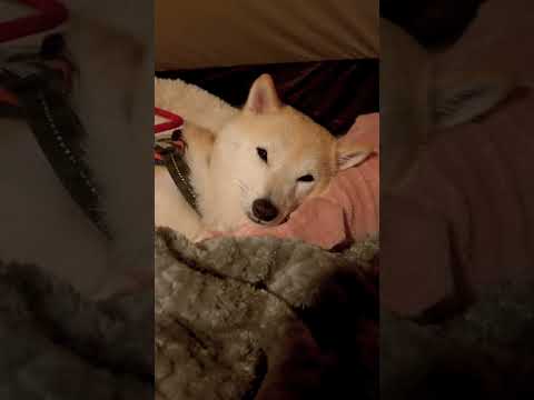 【キャンプ】ベッドも毛布もブランケットも豚も全部使いたい柴犬【shiba inu】#shorts