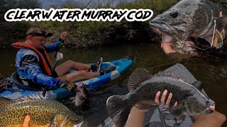 Hooked On Clear Water: Murray Cod In The Clarity Profile