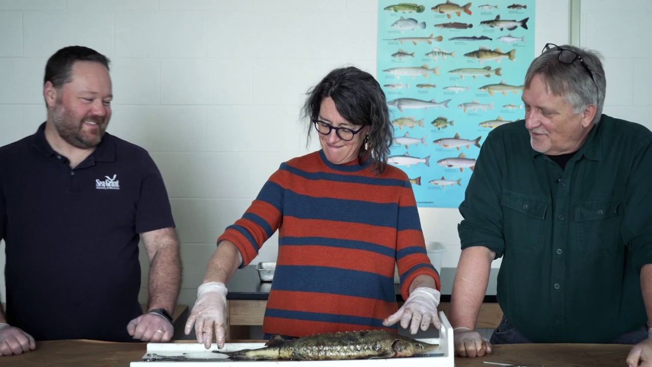 Dissecting a Lake Sturgeon