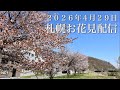 川沿でお花見する配信 2026年4月29日の札幌