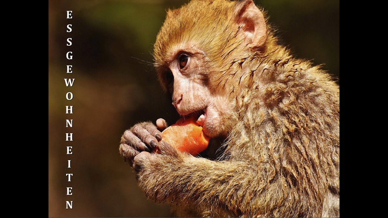 telc B2 Sprachbausteine Essgewohnheiten