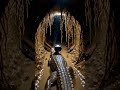 POV: A Micro Camera Enters a Crocodile Skink’s Hidden Jungle Tunnel 🦎🔦