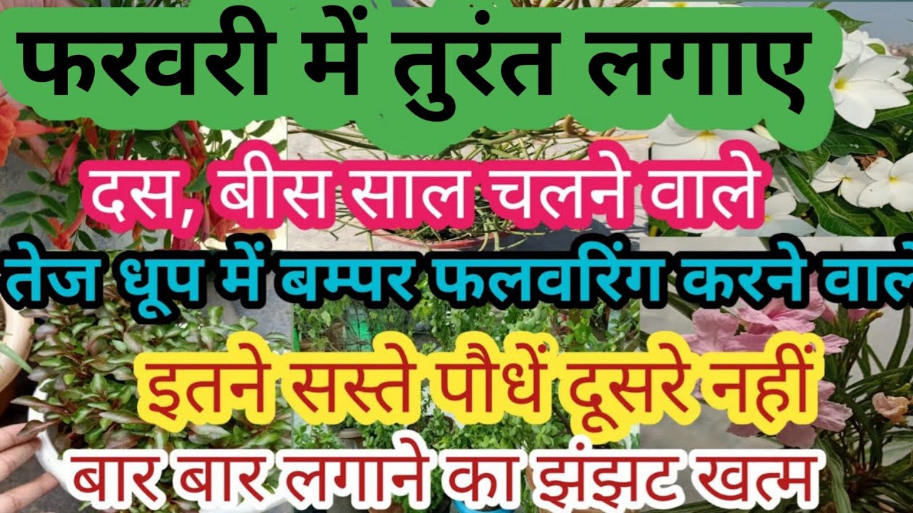 फरवरी में नर्सरी से कौन से पौधें लाए/फूल वाले पौधे/Nursery visit#gardening#flowerplant#plants#flower