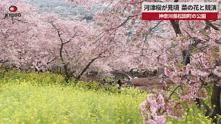 【速報】河津桜が見頃、菜の花と競演 神奈川県松田町の公園