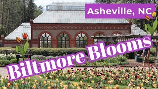 Biltmore Blooms Season at the Biltmore Estate in Asheville, NC | It is peak time for the tulips!