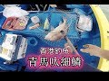 香港釣魚 青馬呔細鱗 釣嘉誌魚