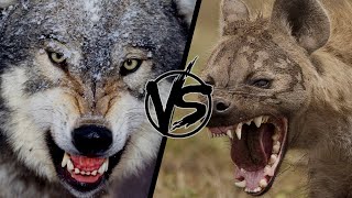 Волк против гиены. Кто сильней?