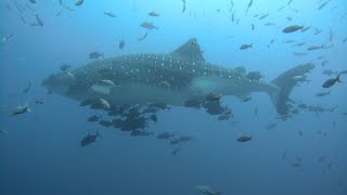 Socorro Mexico Liveaboard on Nautilus Undersea. Manta Rays, dolphins, hammerhead, and a whale shark