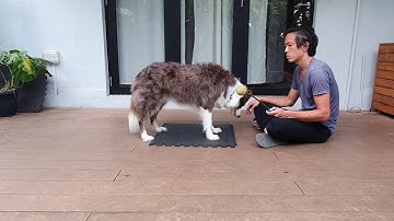 Ian Wu W27 Unit 2 Lesson 7.4 Target with two different body parts: Nose and Paw / Attempt No 2