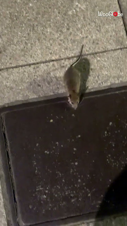 Street rat transforms from a potential friend to a fierce foe || WooGlobe