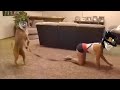 Kono DIO Dog