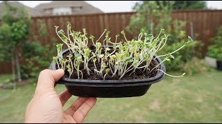 Harvesting Radish Seeds To Grow As Microgreens