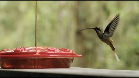 Peaceful Amazing Hummingbirds Flying & Feeding On Nectar  |  Calming & Soothing Ambiance Piano Music