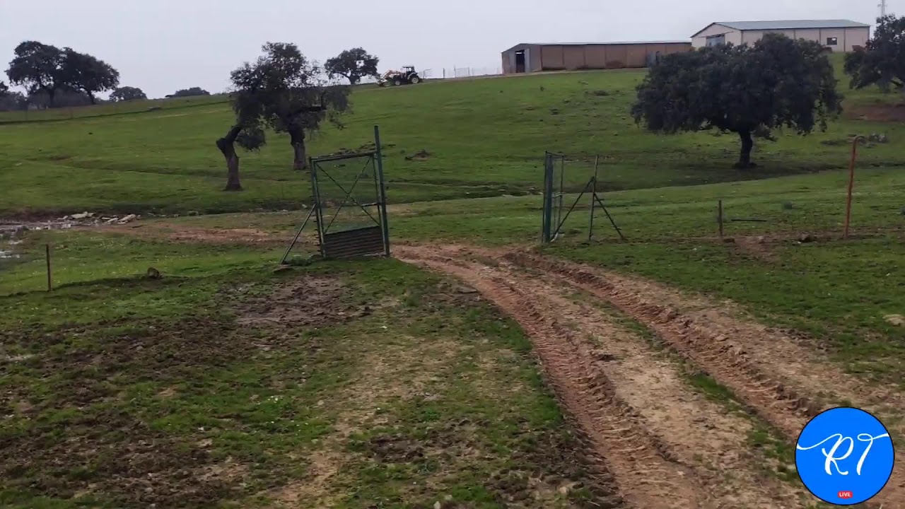 Dia de campo en la ganadería de José Luís Bertol Sánchez. #RT