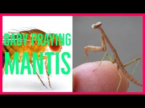 Baby Praying Mantis Eats Fruit Fly
