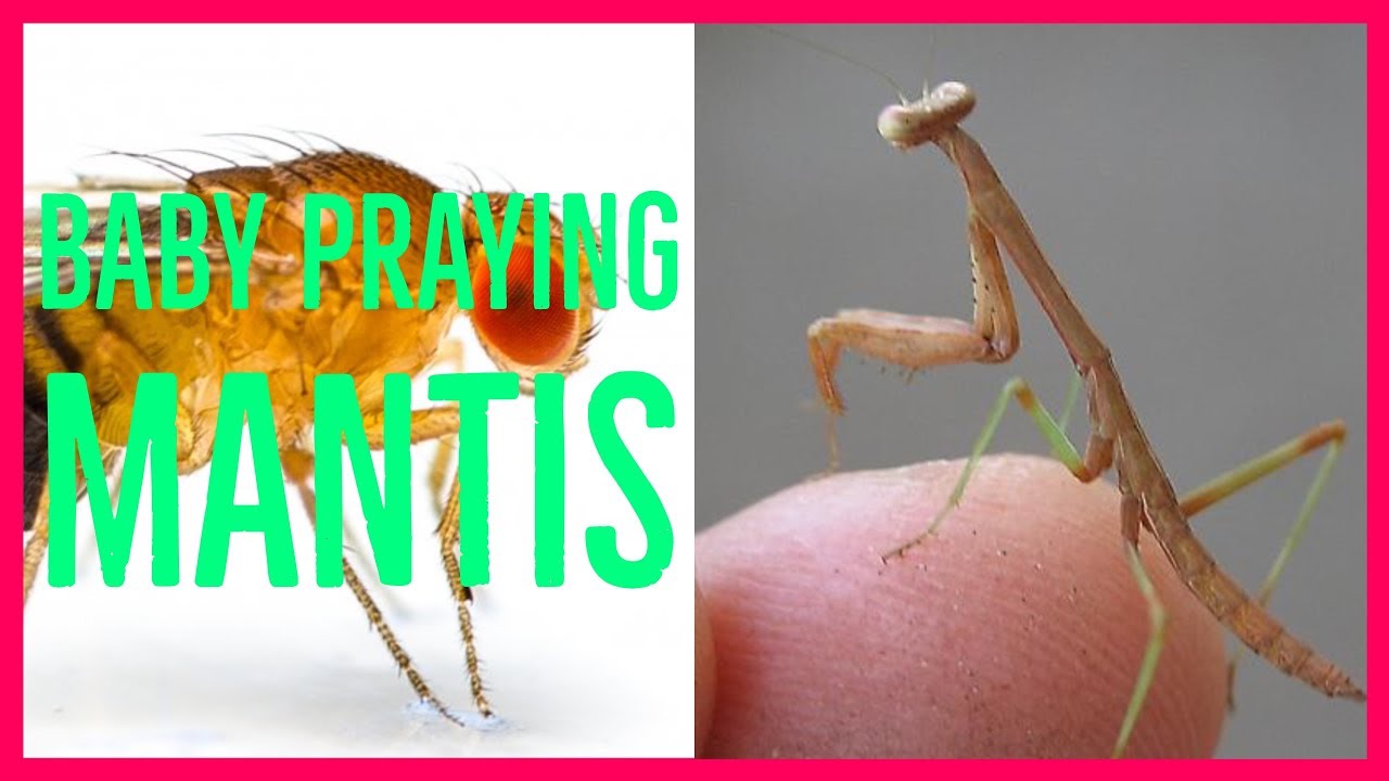 camera iphone 8 plus apk Baby Praying Mantis Eats Fruit Fly