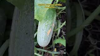 Organic Heirloom pickling Cucumbers 🥒 #organic #cucumbers #heirloom #pickling #shortsfeed #shorts