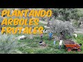 Plantando Arboles Frutales a Raíz Desnuda - Creando un Bosque Comestible