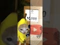 The Story of Banana Cat😹🍌#17｜Youtube▶️