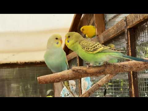 My Latest Baby Budgies June 2026