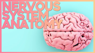 Introduction to the Nervous System | Corporis