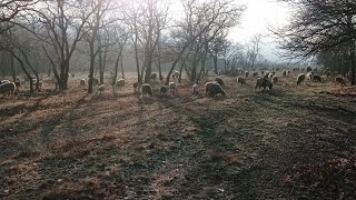 Овцеводство |  Концентраты | Сколько и когда давать концентраты