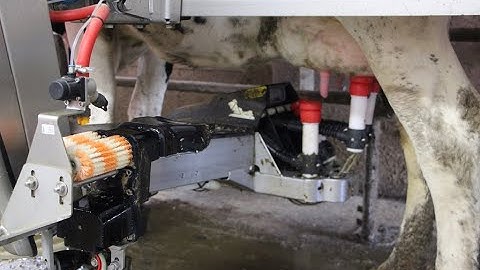 Milking Robot on Dairy Farm/ World Modern Agriculture Technology Touring A Barn With Robotic Milkers
