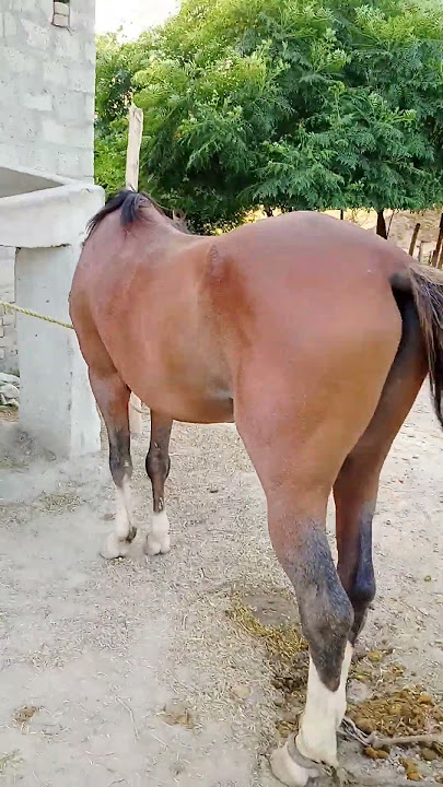 'This Horse Left Everyone Speechless – Must Watch!'#youtubeshorts #viral