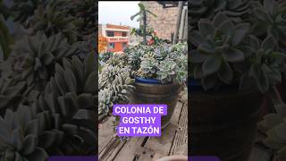 MI COLINIA DE GOSTHY EN TAZÓN .. SI SE PUEDE! #elmundodemimidelau #mimidelau