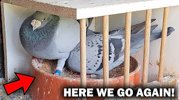 Pigeon Loft Is Getting FULL!