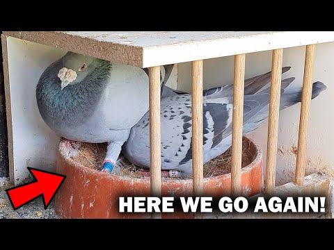 Click to Play Video