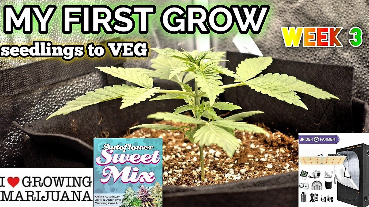 My First Grow Week 3 ILGM SWEET MIX Gelato Wedding Cake Zkittlez Autoflower's