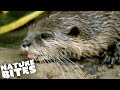 Is Otter Dad Dangerously Sick? | The Secret Life of the Zoo | Nature Bites