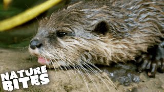 Is Otter Dad Dangerously Sick? | The Secret Life of the Zoo | Nature Bites